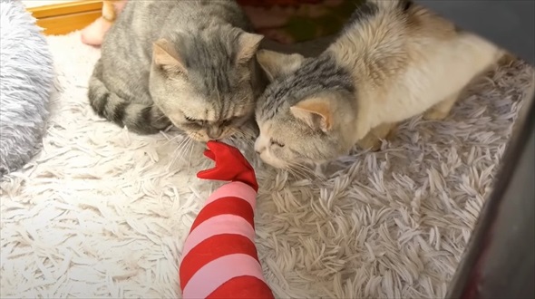 保護猫に初めてのマタタビをあげたら