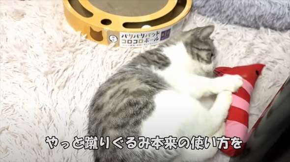 保護猫に初めてのマタタビをあげたら