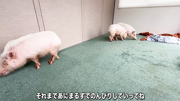 それまであにまるずで