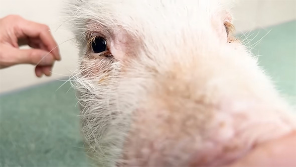 カメラに鼻を寄せるブタ