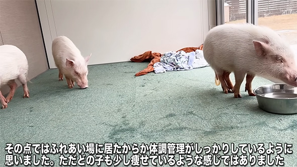 その点ではふれあい