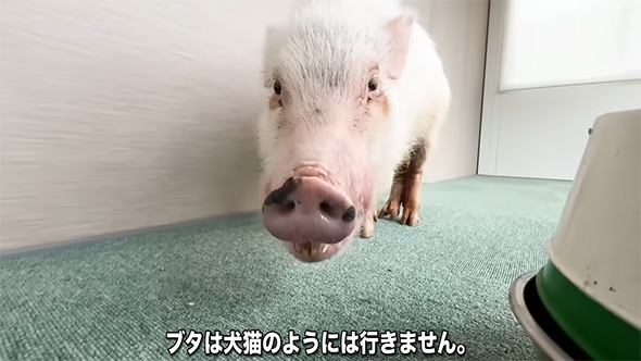 ブタは犬猫のようには