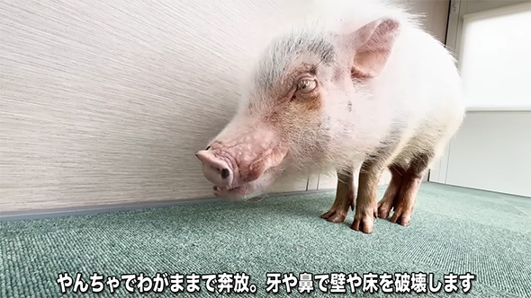 やんちゃでわがまま