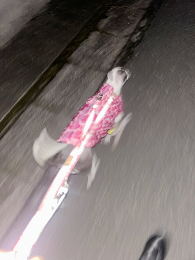 ワンコの帰宅途中の姿