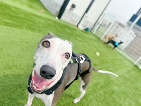 楽しそうなワンコ