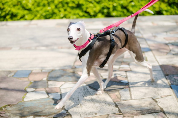 お散歩中のワンコ