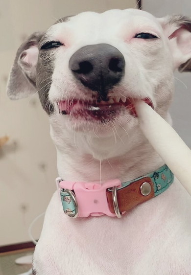 うれしそうなワンコ