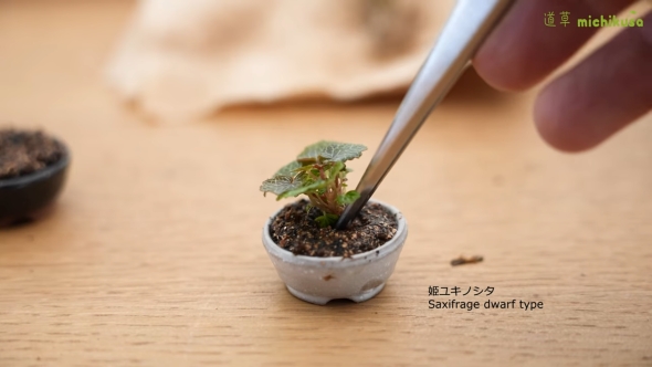 姫ユキノシタ植えていく