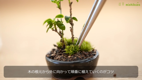 苔を植える