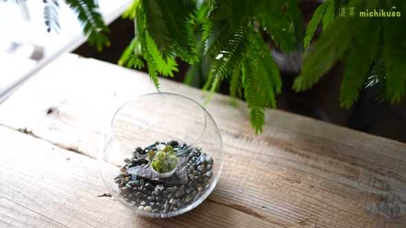 テラリウム完成