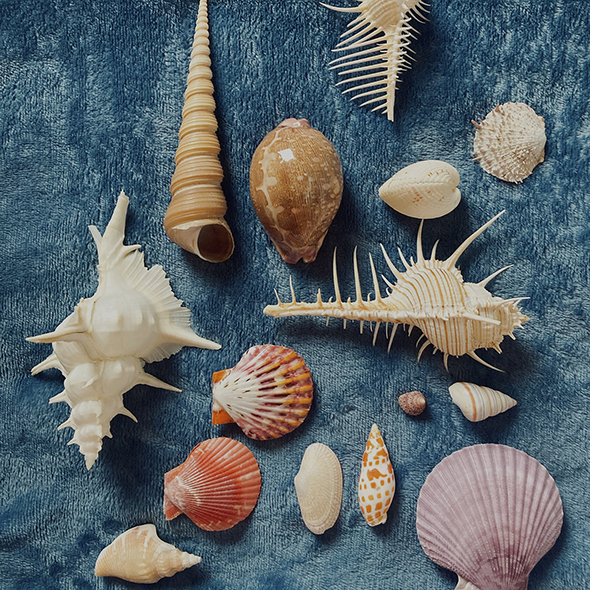 スピッツのジャケットごっこ