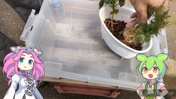 赤玉土を入れた三角コーナーに観葉植物を植える