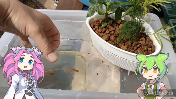 水合わせしたメダカを水槽に出す