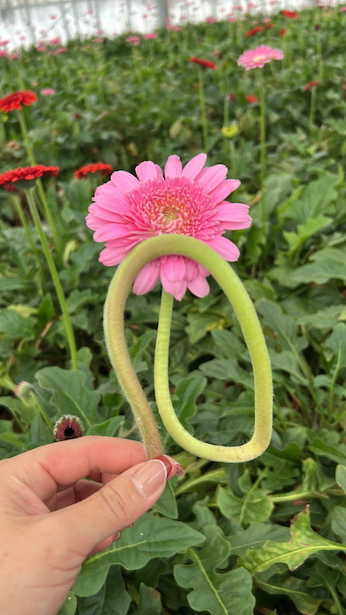 変わったガーベラ