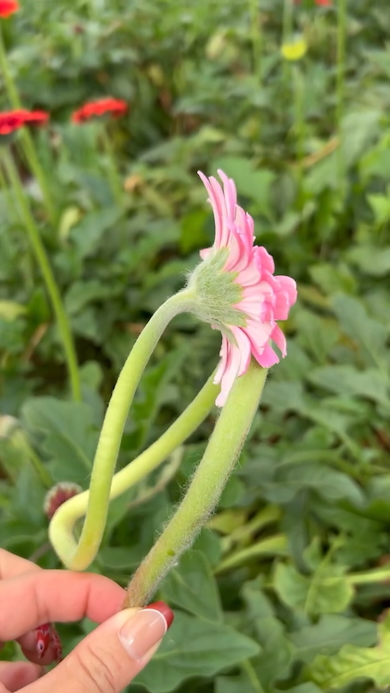 変わったガーベラ