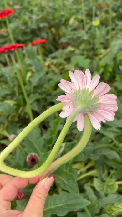 変わったガーベラ