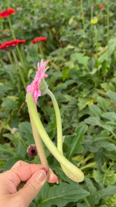 変わったガーベラ