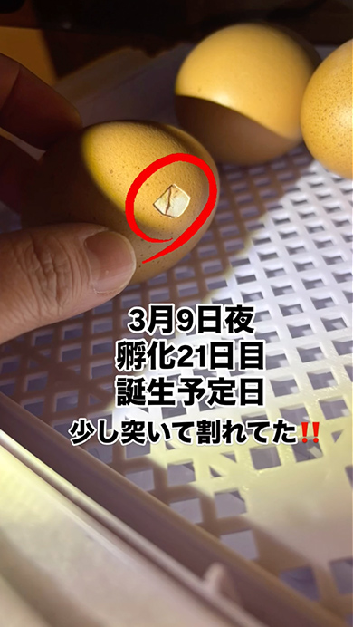 スーパーで半額で買った有精卵が孵化するまで