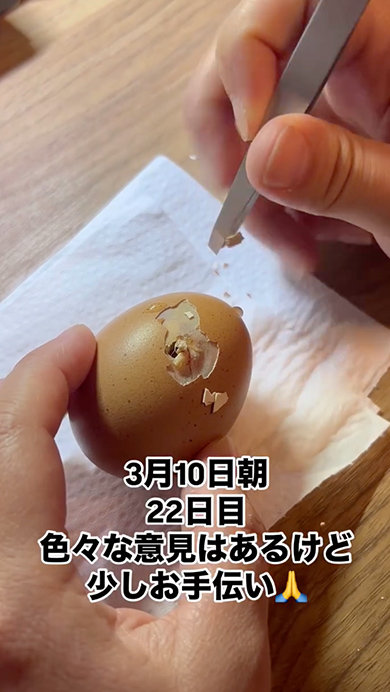 スーパーで半額で買った有精卵が孵化するまで