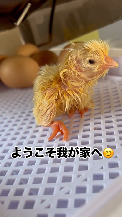 スーパーで半額で買った有精卵が孵化するまで