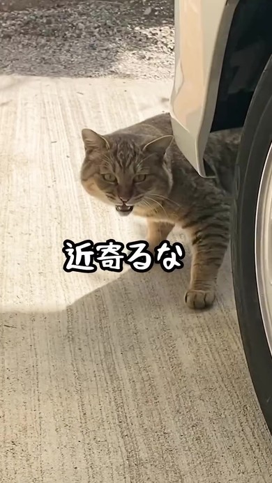 野良猫保護2年