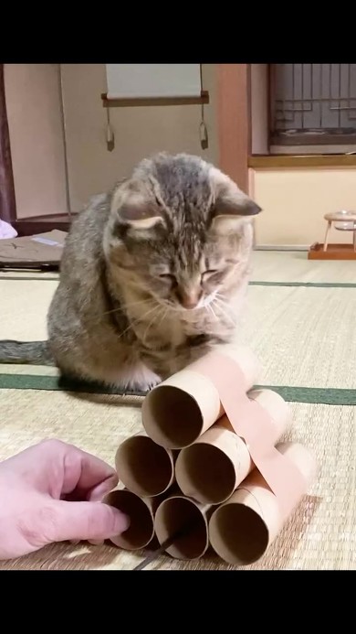 野良猫保護2年