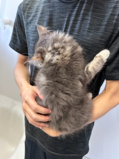 シャンプーが怖い猫の今と昔