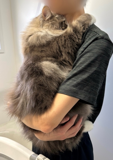 シャンプーが怖い猫の今と昔