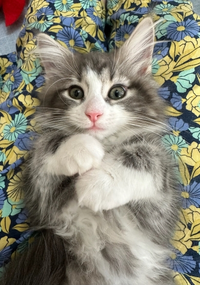 シャンプーが怖い猫の今と昔