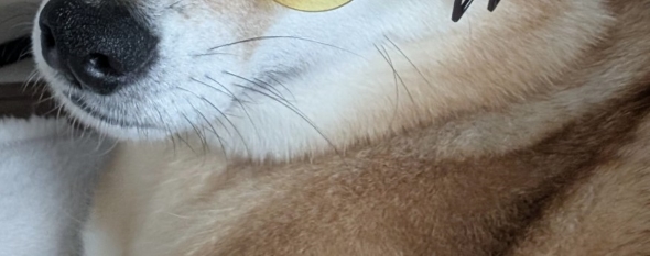 飼い主よりサングラスが似合う犬