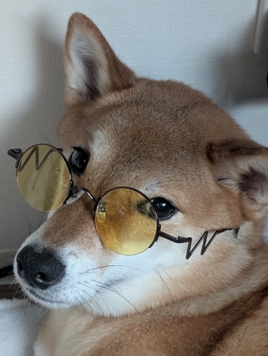 飼い主よりサングラスが似合う犬