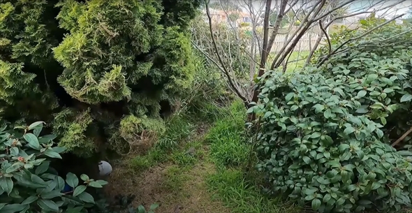 5年放置された庭の掃除