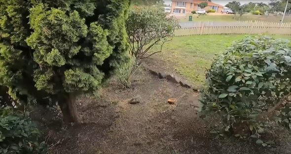 5年放置された庭の掃除