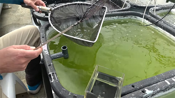 メダカを網ですくう