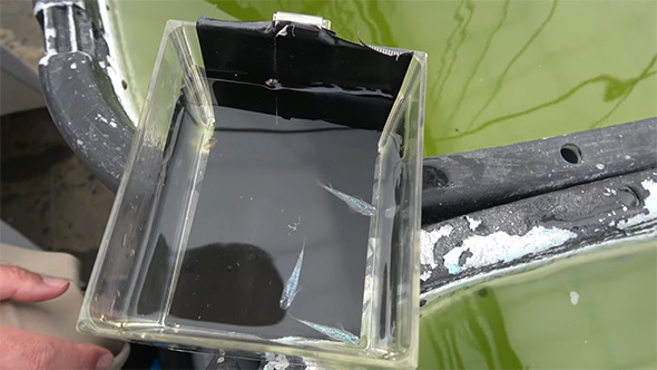 メダカを小さな水槽に入れる