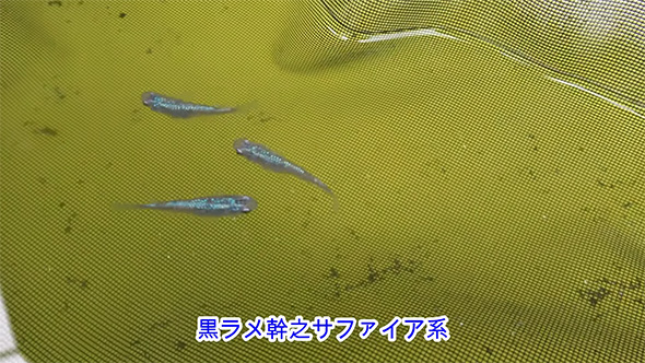 黒ラメ幹之サファイア系