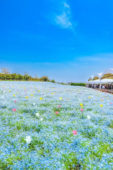 ネモフィラの花畑とチューリップ
