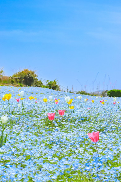ネモフィラの花畑とチューリップ
