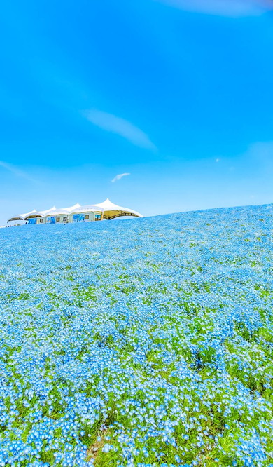 ネモフィラの花畑