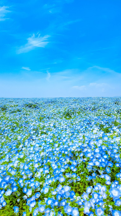 ネモフィラの花畑