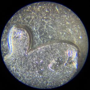 ミャクミャク 記念硬貨