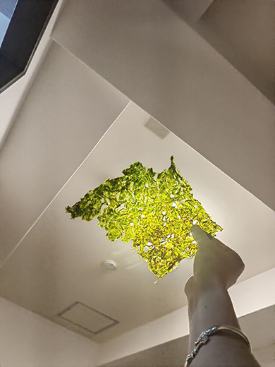 のりを眺めるのが好き