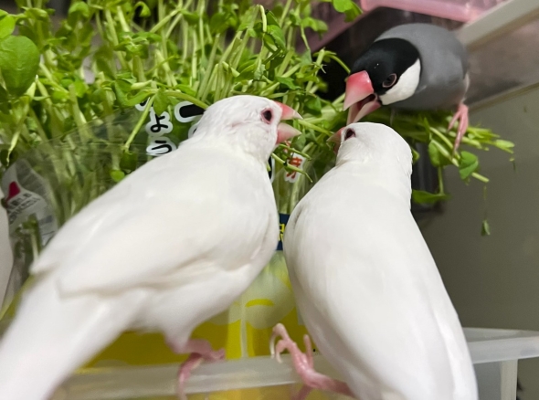 文鳥戦争に参加した金魚