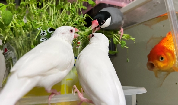 文鳥戦争に参加した金魚