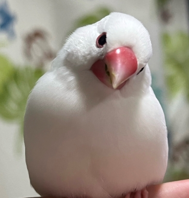 文鳥戦争に参加した金魚