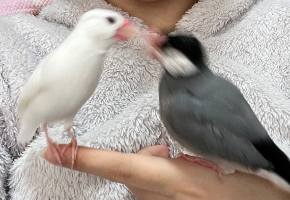 文鳥戦争に参加した金魚