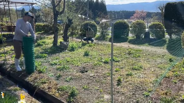 ニワトリに草むしりしてもらう現場