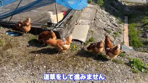 道草を食って現場に移動しないニワトリ