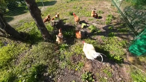 現場に到着したニワトリ