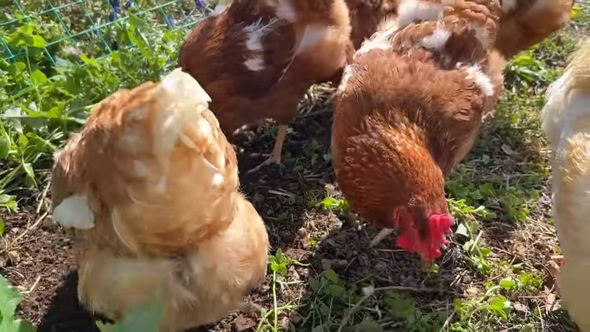 地面をつつくニワトリ